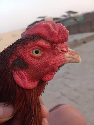 Kamalia rampori top quality Aseel lakha murgha