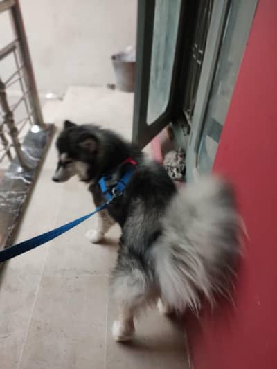 husky brown eyes puppy