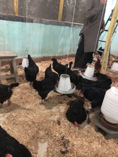 Egg laying Lohman black available for sale at first good offer 100 p