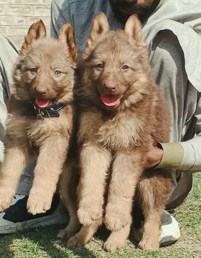 German Shepherd pair long coated for sale