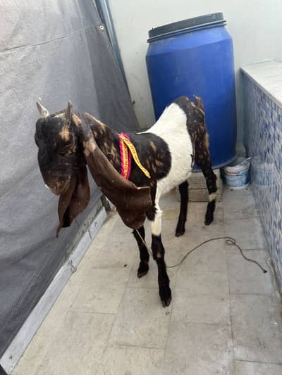 Kamori bakra available