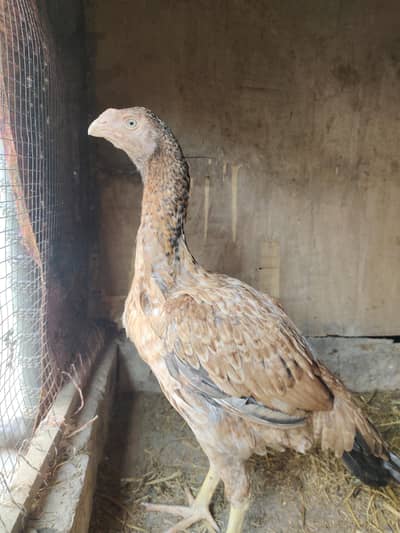 parrrot beak aseeel | Thai pakoya