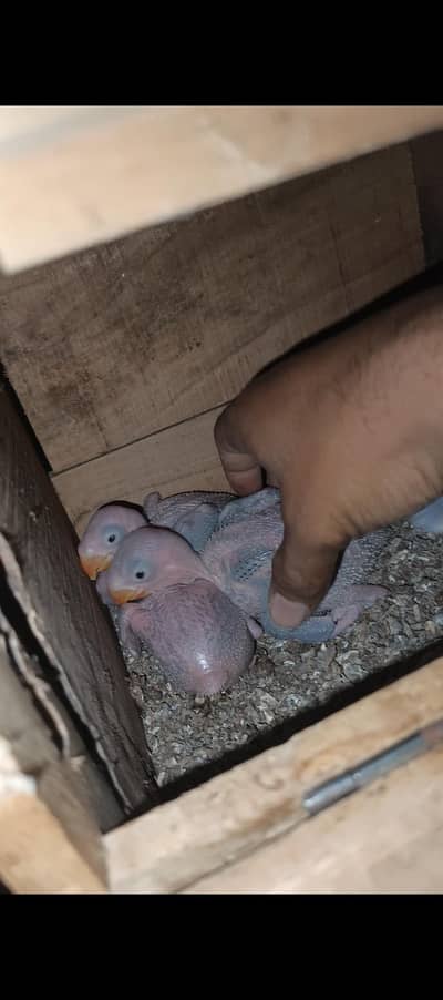 heldi active raw parrot checks 4 piece