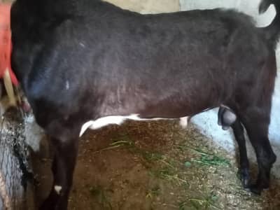 2 dant kamori breader bakra