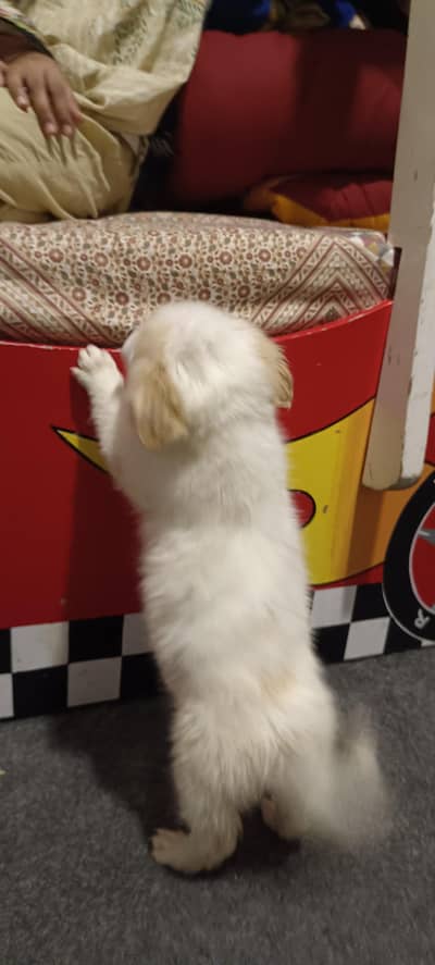 Russian female puppy