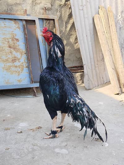 High quality mushka lassani  white nok nali white eyes aseel murga for