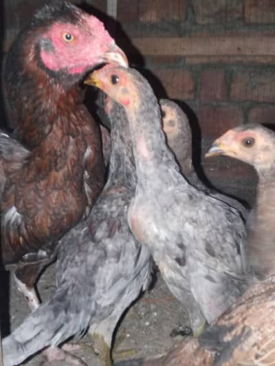 male female 8 chick  1 hen