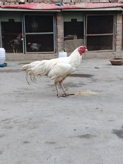 Aseel hen for sale Beautiful and healthy