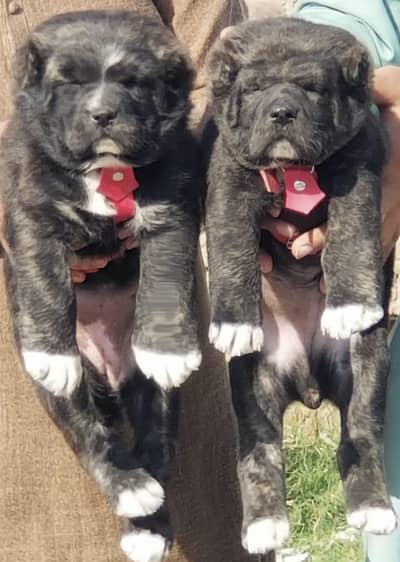 King Alabai pair pure breed security dog 2months for sale