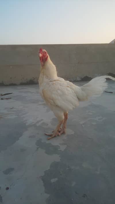 heera Aseel king size male double hadi