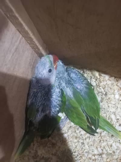 raw parrot pair full cover