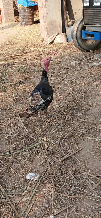 Turkey birld for sale