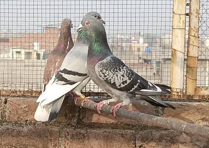 Pigeons for sale with 1 chick