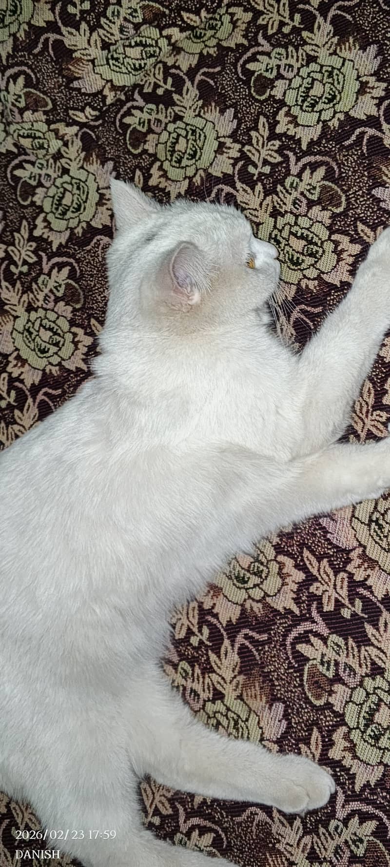 White Cat 1