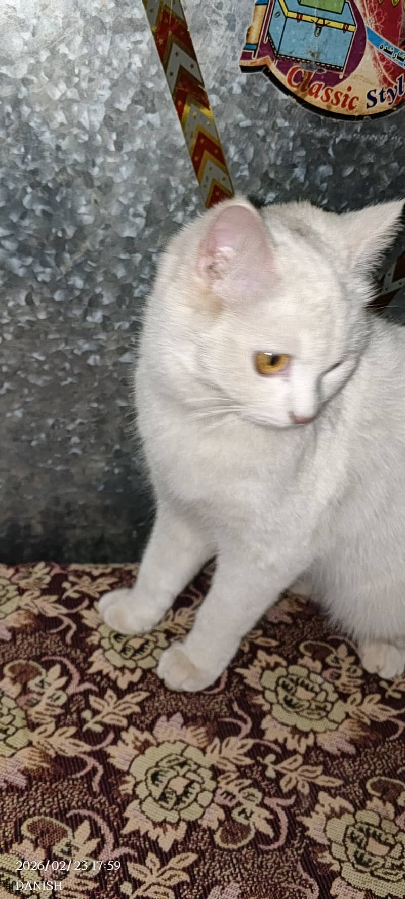 White Cat 3