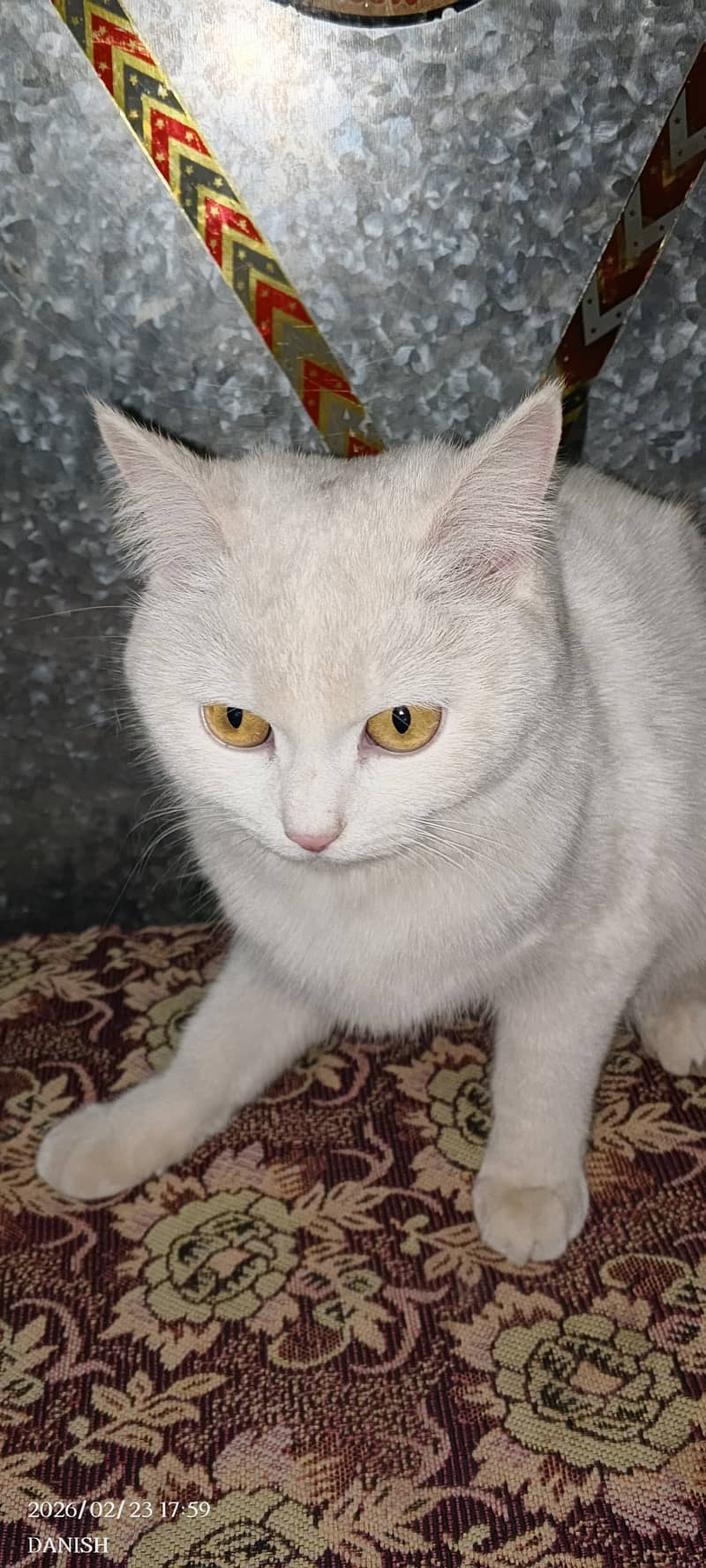 White Cat 4