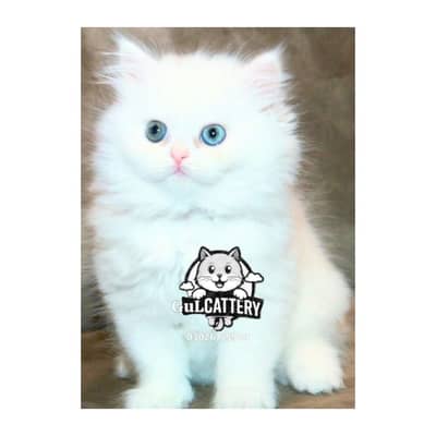 Persian British punch face piki face kitten cat available