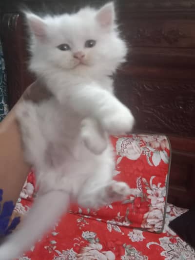 kitten for sale 03176330177