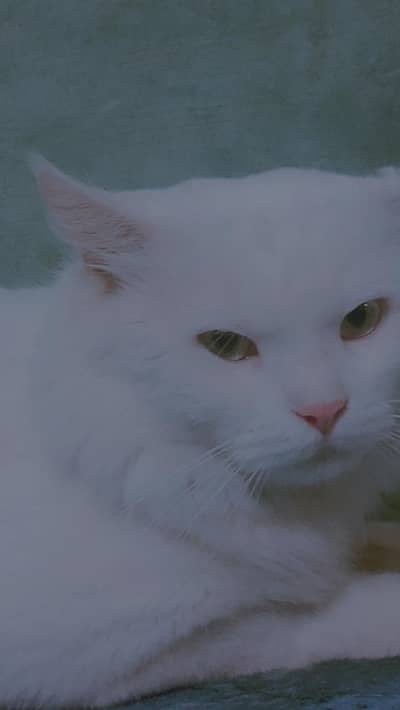 White cat for sale Price me kam hojyngay magar serious buyer msg kre