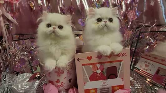 Persian cat for sale my WhatsApp number  0325-69-53-977