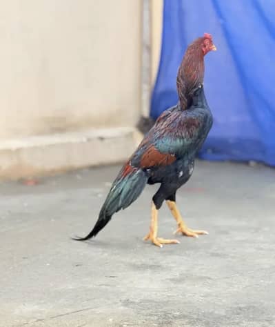 Lakha aseel mianwali homebreed