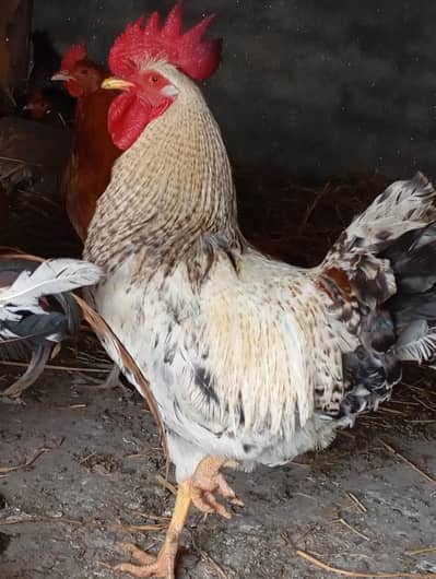 pure desi breader hens full garenty 