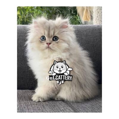 Persian British punch face piki face kitten cat available