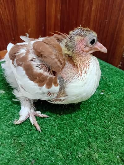 Pigeon sherazi chick