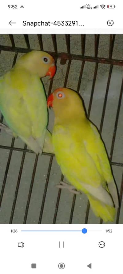 creamino/decino breeder pair