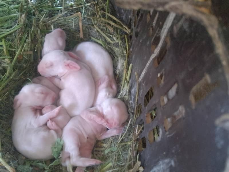 rabbits 1