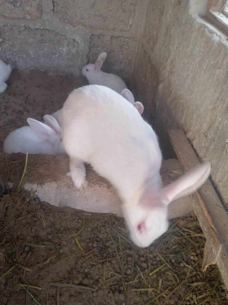 rabbits 2