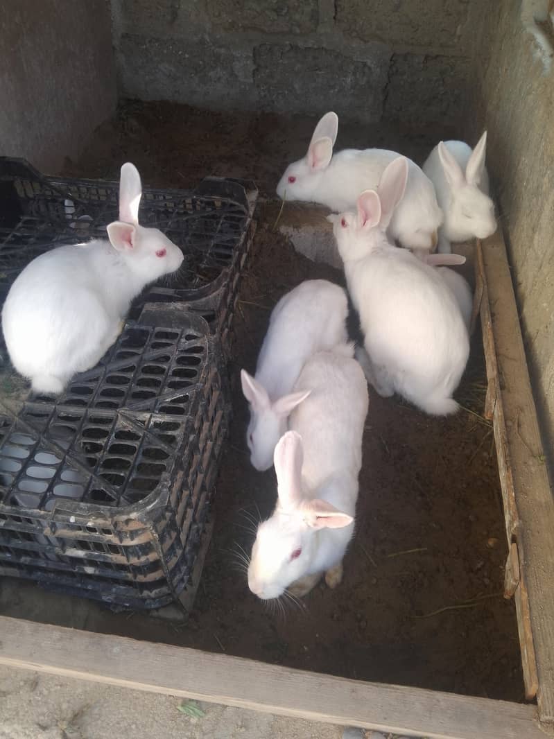 rabbits 4