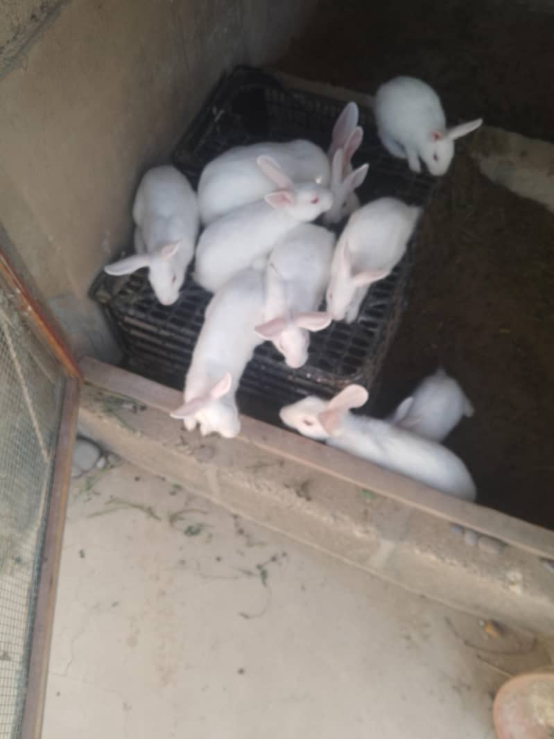rabbits 5