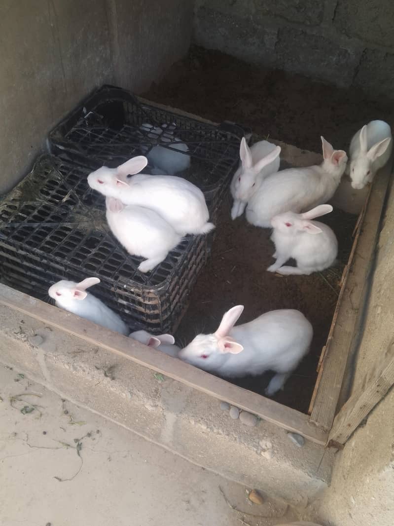rabbits 6