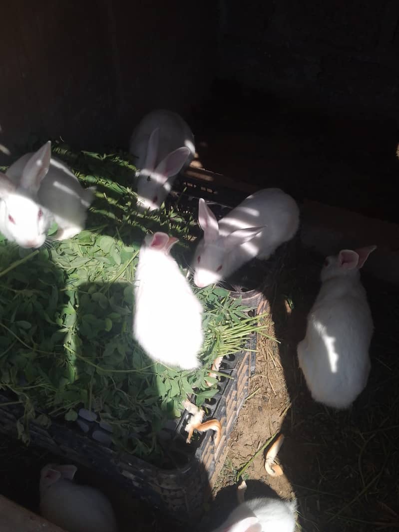rabbits 7