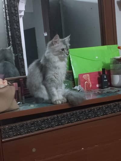 3 months American cat