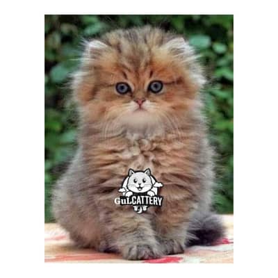 Persian British punch face piki face kitten cat available