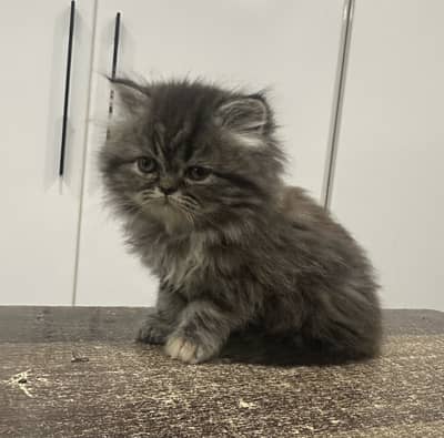 Punch face full long coat extreme Quality  kitten