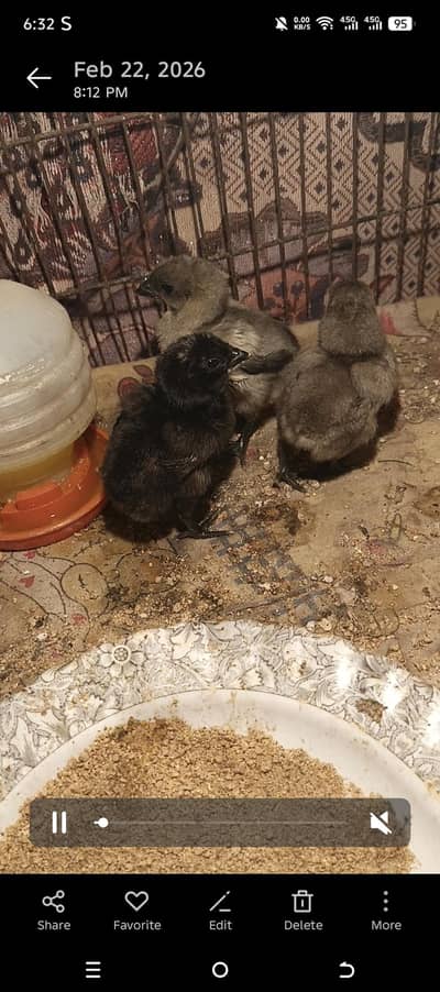 ice blue dragon blue dragon pakoya