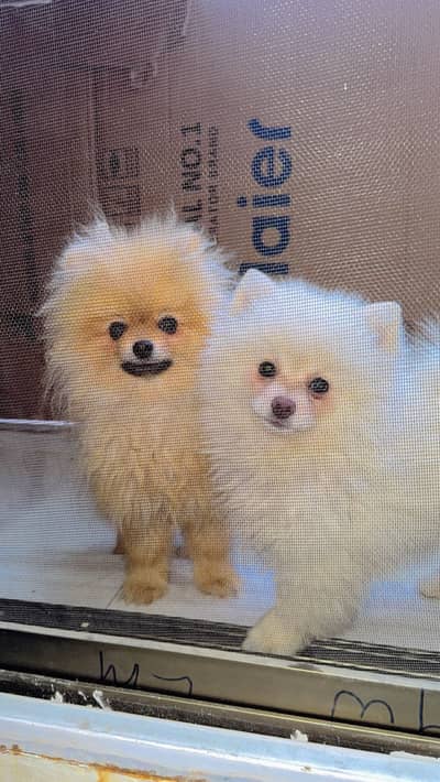 Healthy Imported Pomeranian Pair Super Cute & Playful