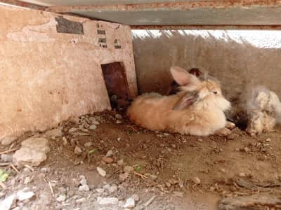 angora bunnies & Holland breed