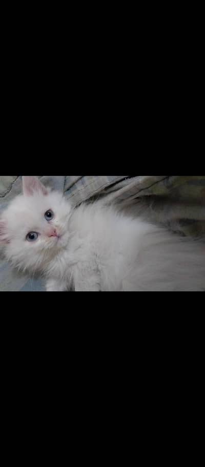 healthy active and Playfull