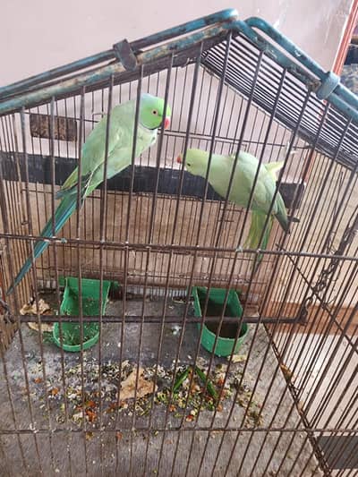 i,m sell my ringneck