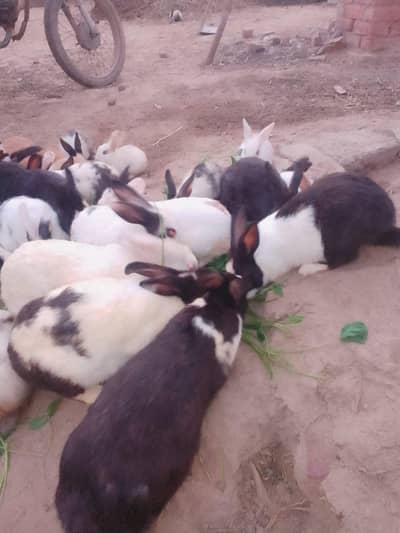 Rabbits male and female (baby) adult breeder available