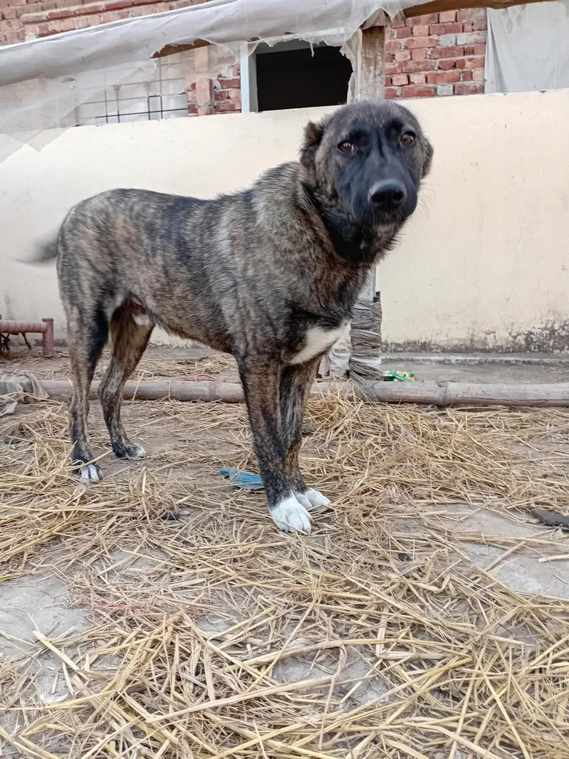 afgan kochi dog — photo 2