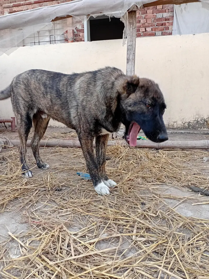 afgan kochi dog — photo 3