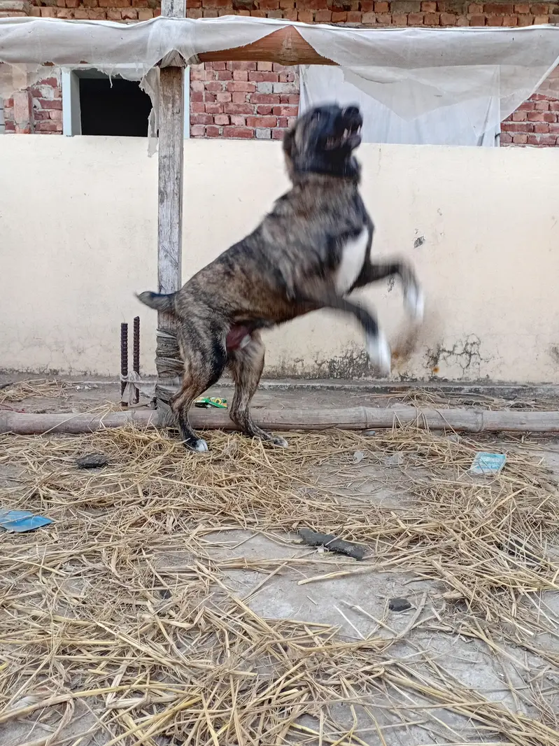 afgan kochi dog — photo 4