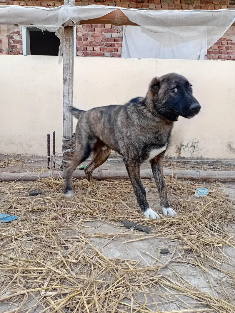 afgan kochi dog — photo 5