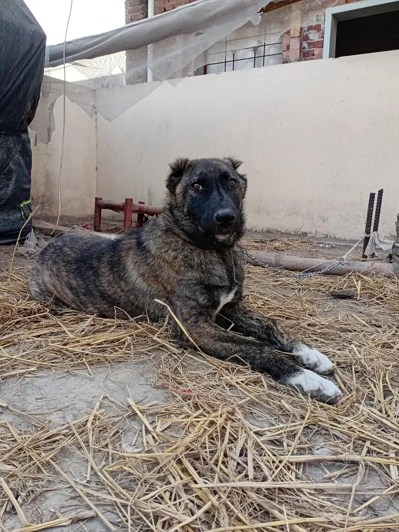 afgan kochi dog — photo 6