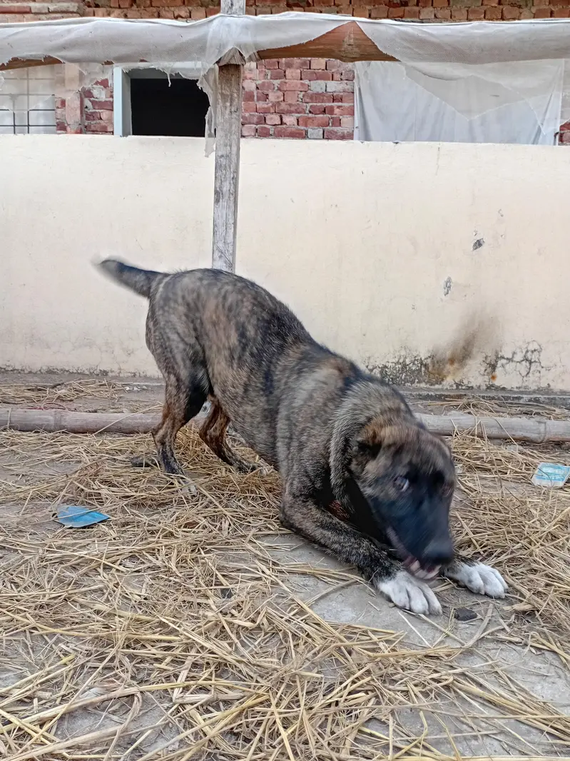 afgan kochi dog — photo 7